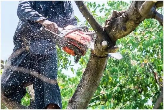 tree services Sutherlin